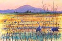 Sandhill-Cranes-2